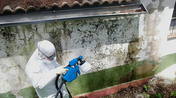 Trusted Commercial Mold Remediation service in Hewlett, NY - Cheap Mold Removal